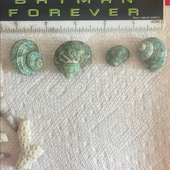 Assorted Seashell Collection - Picture 6 of 10